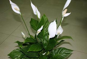 Приметы: цветы для домашнего благополучия Примула дома приметы